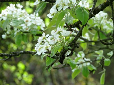 Apple blossom apple tree apple tree flowers photo