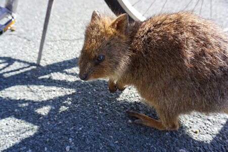 Animal australia rottnest