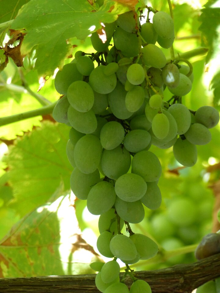 Food nature grape