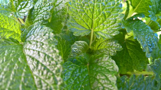 Mint fresh lemon balm photo