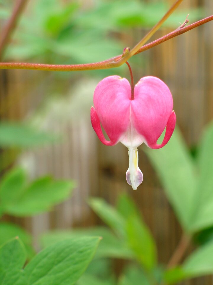 Garden summer flower
