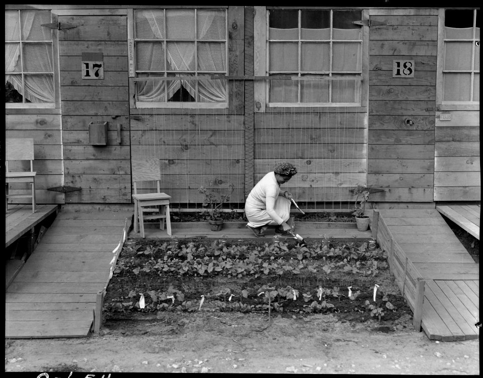 San Bruno, California. Mrs. Fujita working in her tiny vegetable garden she has planted in front of . . . - NARA - 537952