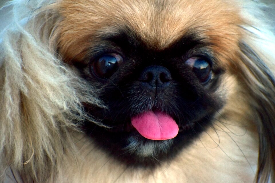 Fluffy female dog pup