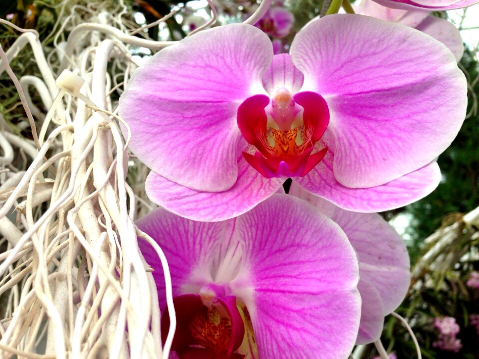 Pink tropical floral