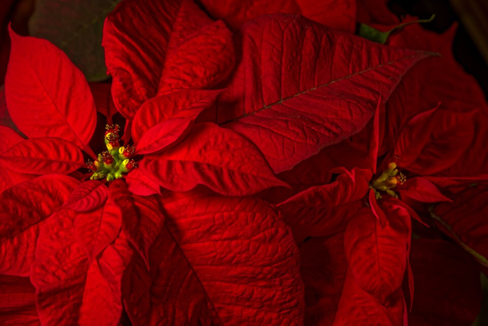 Season floral flora