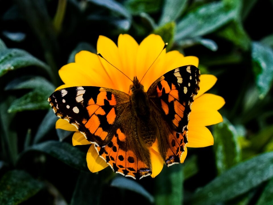 Garden flower wildlife