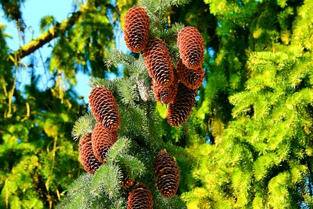 Plant cones branch