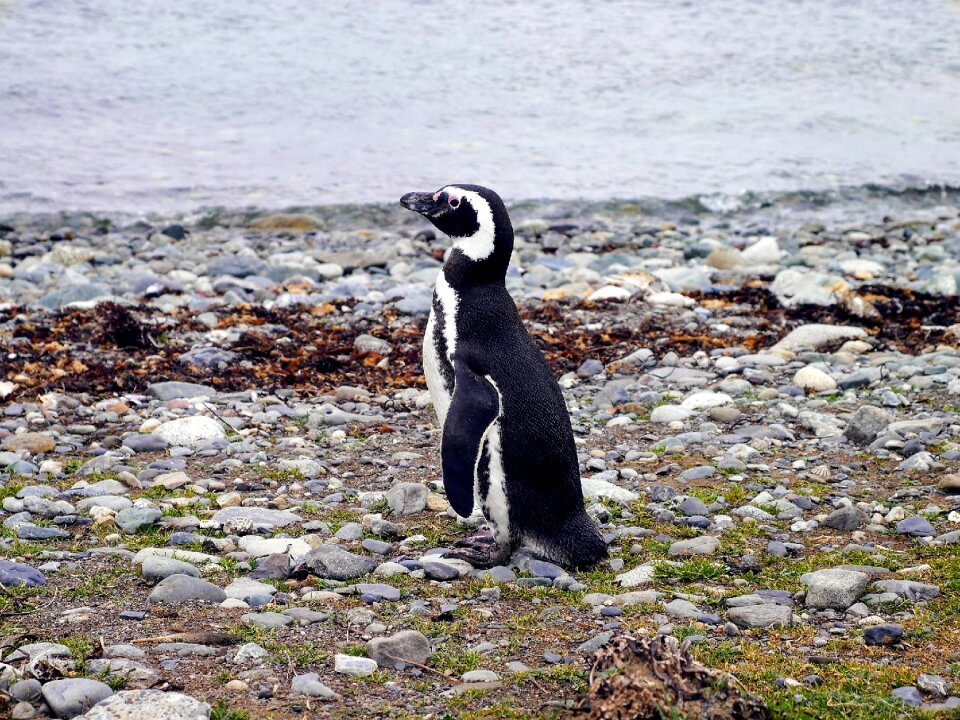 Sea bird wildlife photo