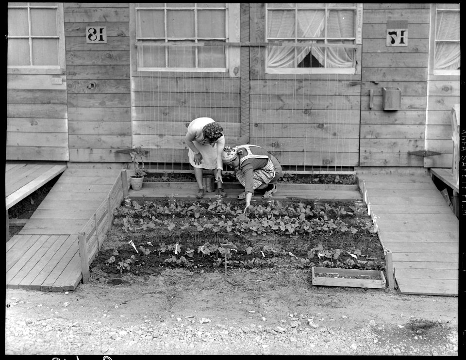 San Bruno, California. Mrs. Fujita and her neighbor inspecting the tiny vegetable garden she has p . . . - NARA - 537911