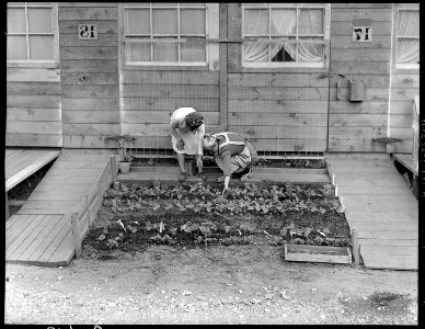 San Bruno, California. Mrs. Fujita and her neighbor inspecting the tiny vegetable garden she has p . . . - NARA - 537911