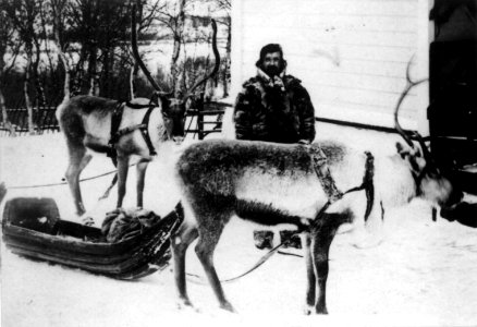 Same med reinsdyr og pulk ved legeboligen til distriktslege Wessel i Kirkenes, Sør-Varanger - Norsk folkemuseum - NF.09765-017