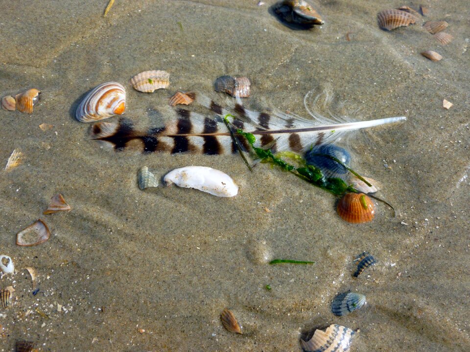 Bird feather most beach feather