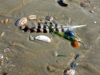 Bird feather most beach feather photo