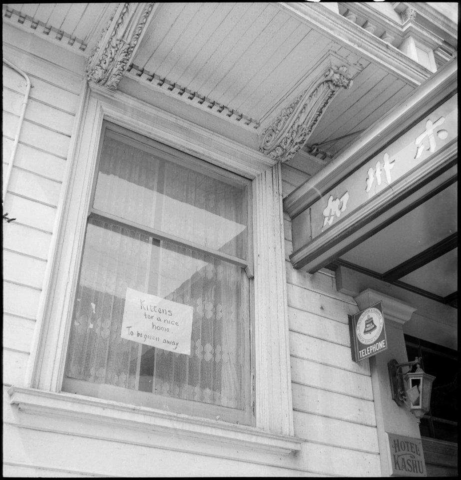 San Francisco, California. A home is sought for kittens as owners prepare to evacuate. Evacuees of . . . - NARA - 536470