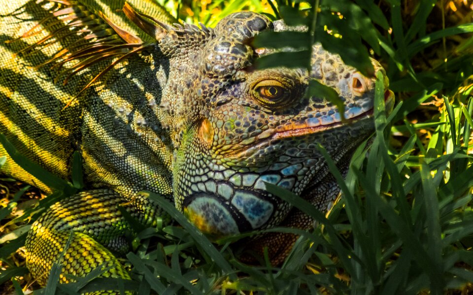 Reptile tropical iguana