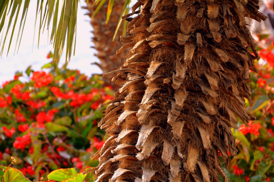 Tree garden flowers