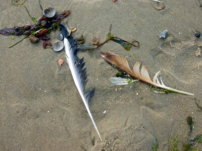 Most beach sand beach lost