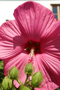 Pink nature garden
