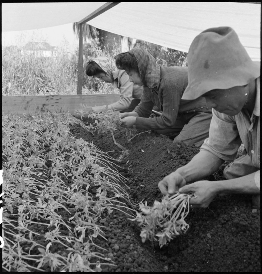 San Leandro, California. Family labor transplanting young tomato plants under canvas about ten days . . . - NARA - 536436