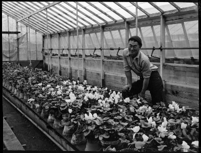 San Leandro, California. Greenhouse on nursery operated, before evacuation, by horticultural expert . . . - NARA - 537479 photo