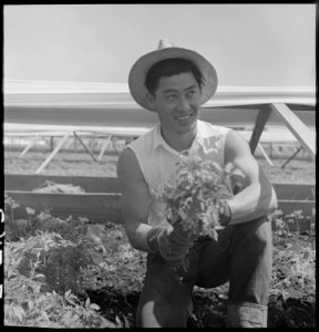 San Leandro, Caliifornia. Bunching young tomato plants together on an Alameda County farm for one o . . . - NARA - 536434 photo