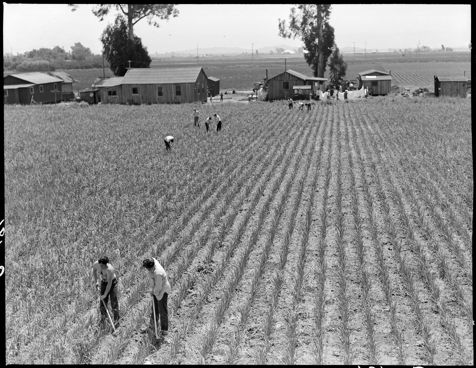 San Lorenzo, California. Evacuation of farmers of Japanese descent resulted in agricultural labor s . . . - NARA - 537535