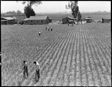San Lorenzo, California. Evacuation of farmers of Japanese descent resulted in agricultural labor s . . . - NARA - 537535 photo