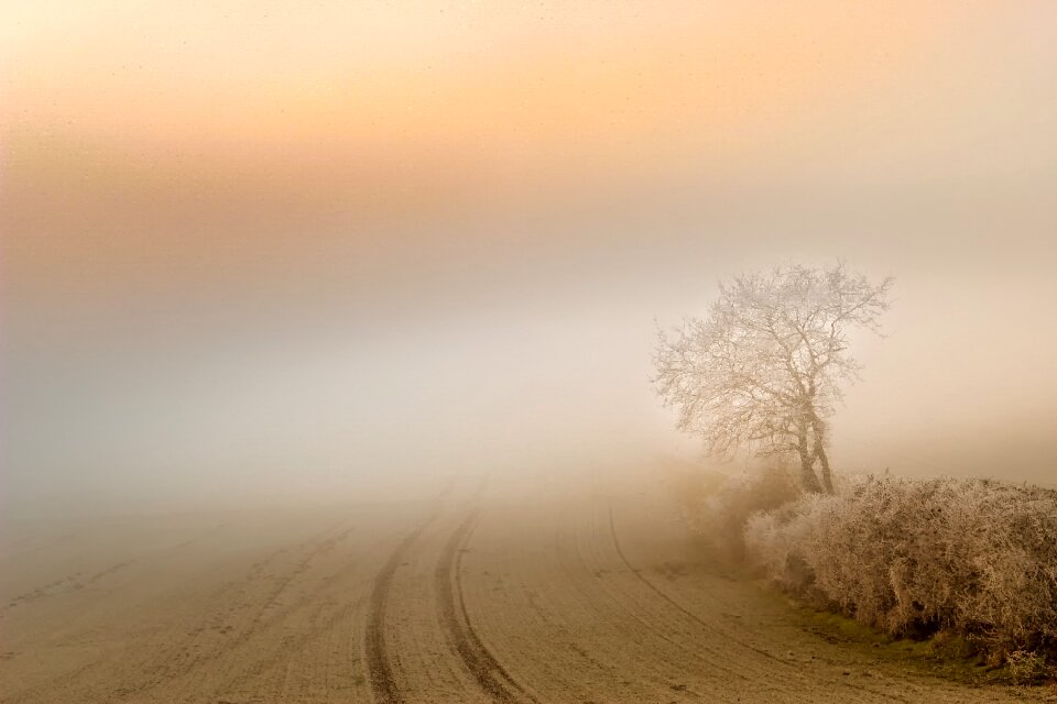 Sunset nature tree