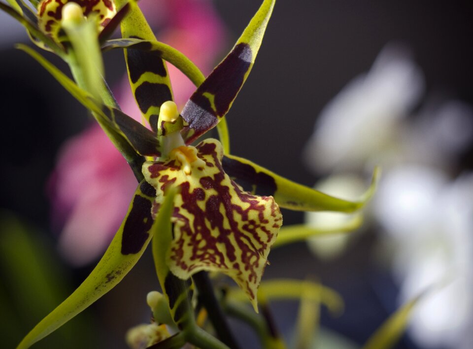 Bloom spider orchid close up