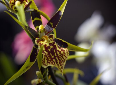 Bloom spider orchid close up photo