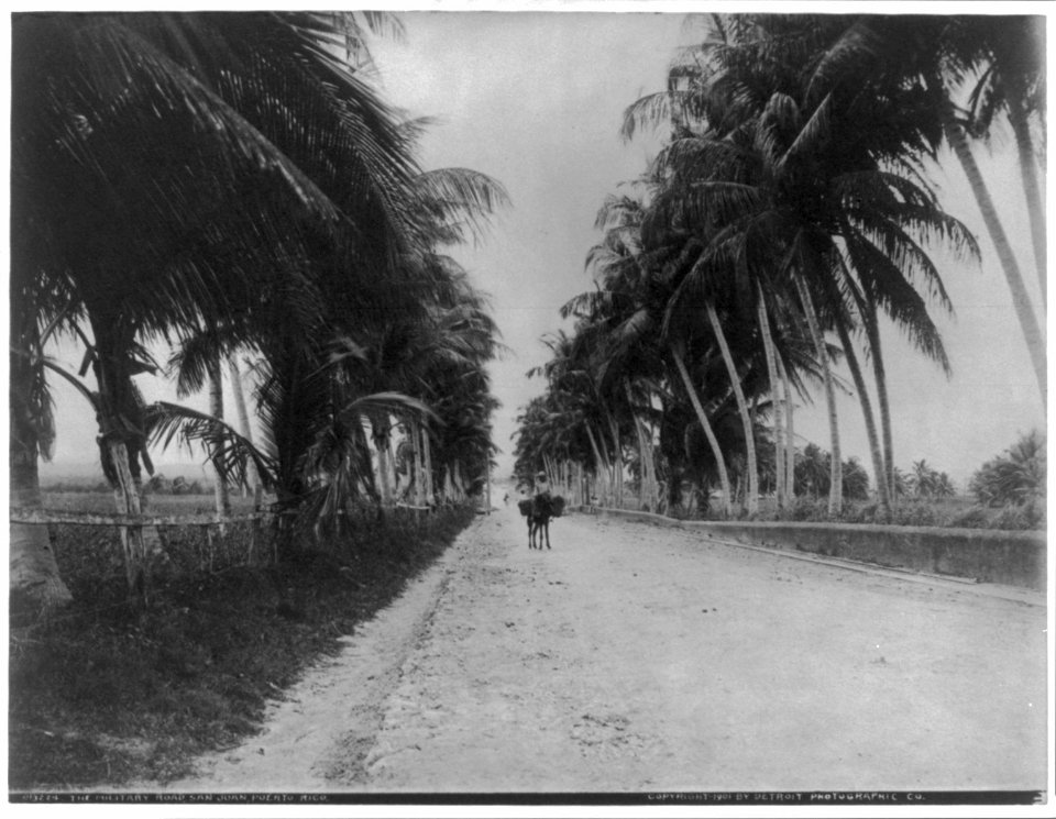 San Juan, Puerto Rico, and vicinity, 1901-1903- The Military Road (palm-lined) LCCN2006675635
