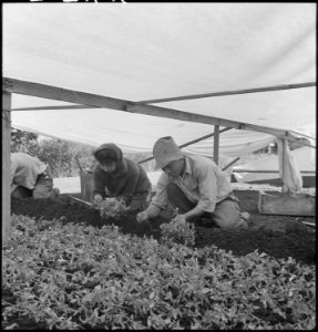 San Leandro, California. Bunching young tomato plants on an Alameda County farm for one of the last . . . - NARA - 536435