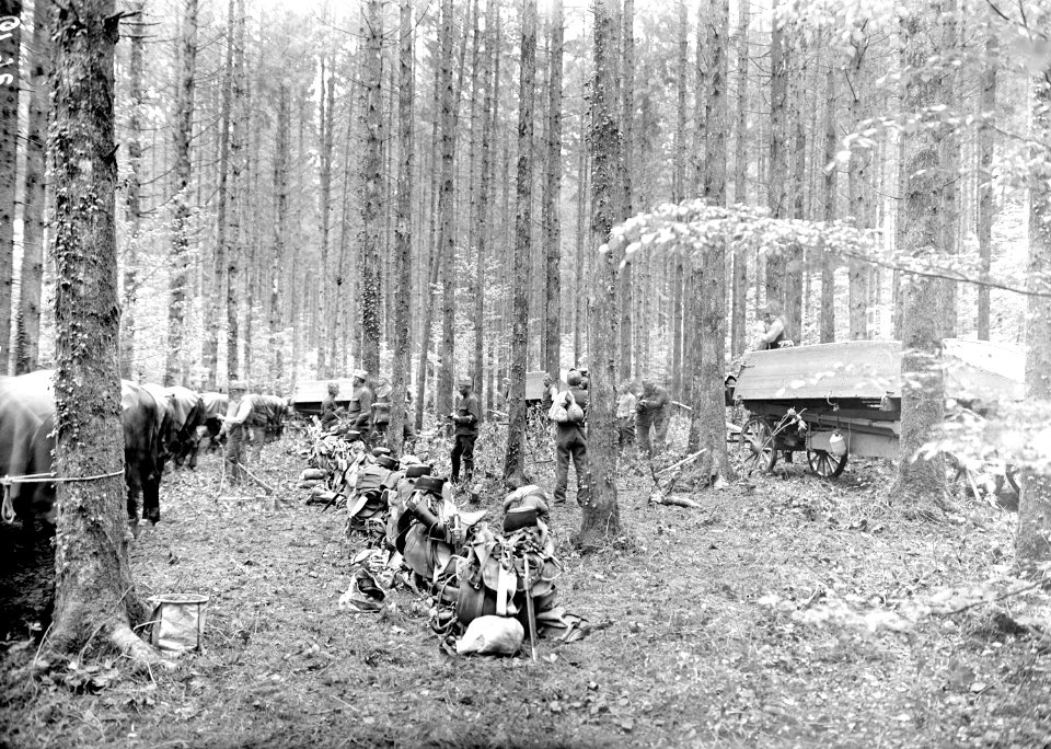 Saubere Ordnung im Waldbiwak - CH-BAR - 3239605