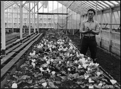 San Leandro, California. Greenhouse on nursery operated, before evacuation, by horticultural expert . . . - NARA - 536025 photo