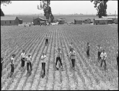 San Lorenzo, California. Evacuation of farmers of Japanese descent resulted in agricultural labor s . . . - NARA - 536477 photo