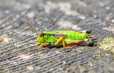 Nature small grasshopper photo