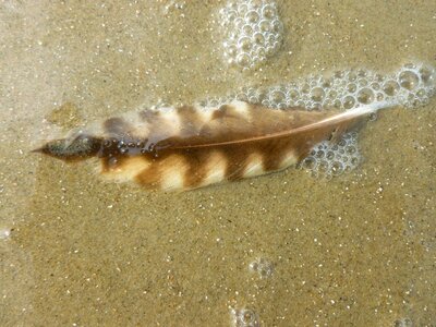 Water moist sand beach photo