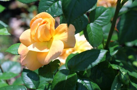 Close up double flower yellow