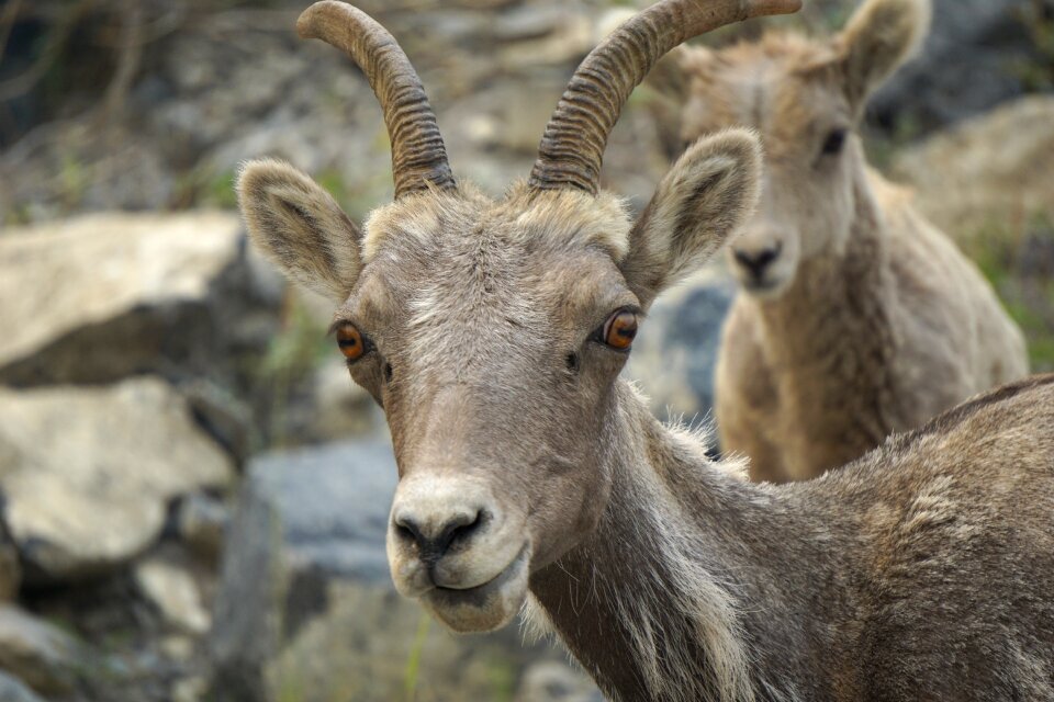 Nature fauna portrait