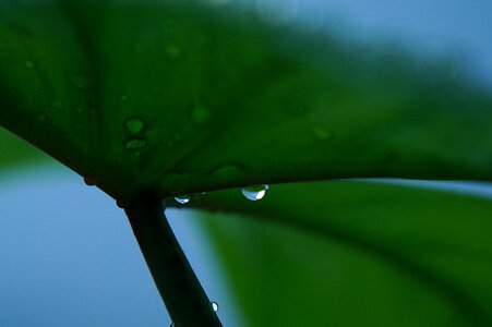 Dew drops early tomorrow green leaf photo