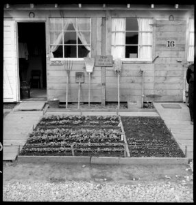 San Bruno, California. Close-up of barrack home with the carefully planned flower garden in foreground. - NARA - 537912