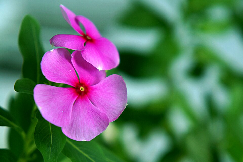 Natural periwinkle flowers pink