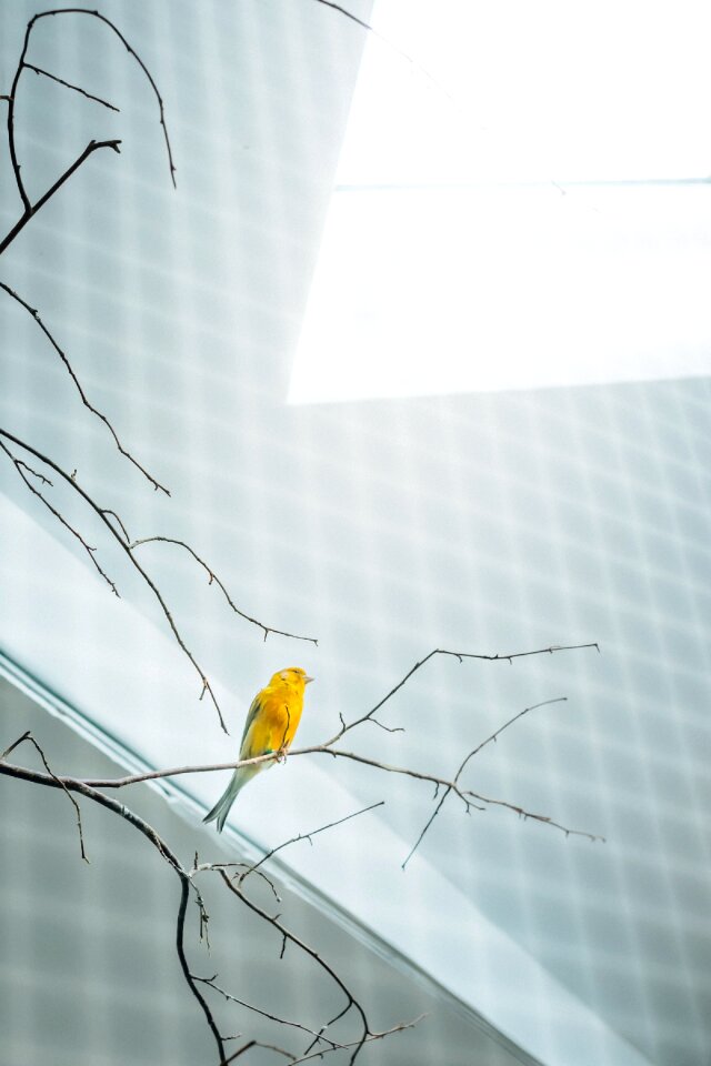 Bird cage aviary sun