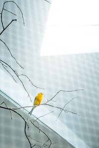 Bird cage aviary sun photo