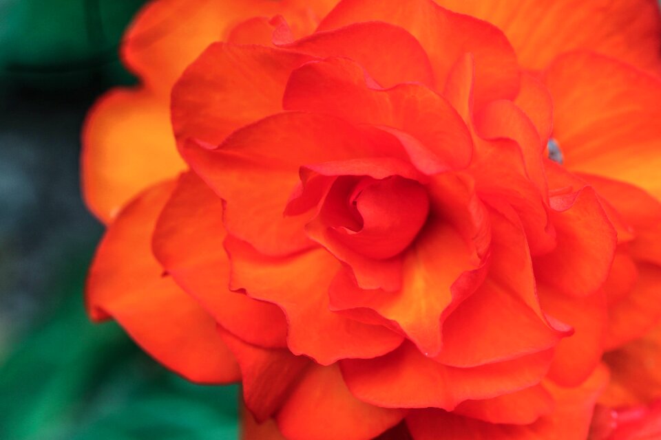 Summer blossom plant