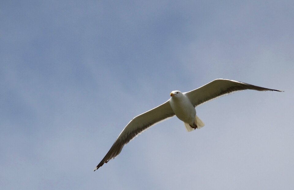 Nature flight outdoors