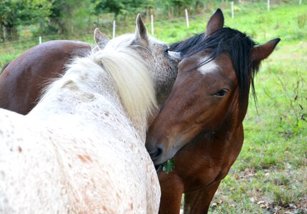 Kiss complicity head