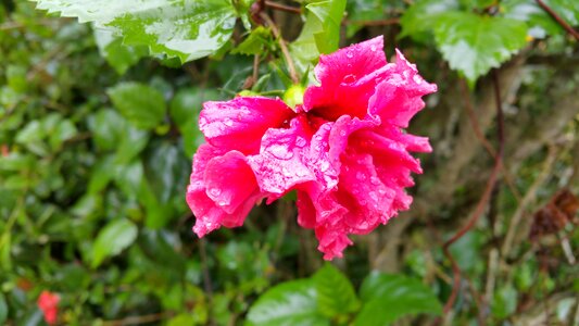 Water drops pink liquid photo