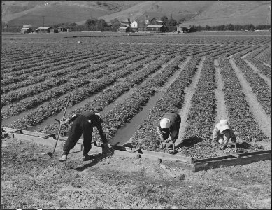 San Jose, California. Farm family in their strawberry field prior to evacuation. Their home can be . . . - NARA - 537660 photo