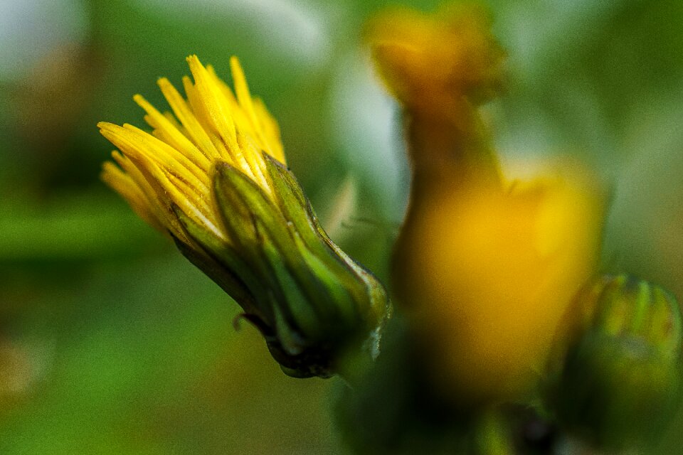 Macro nature yellow flower